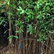 山杜英
