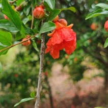 自家石榴树，花朵石榴大