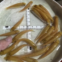 俄罗斯金草鱼苗