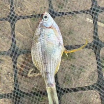 鰟鲏鱼