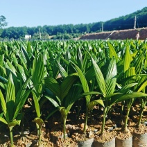 矮节海南本地高产槟榔苗