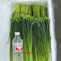 精品耐寒韭苔，品质保证安需求包装发货一手货源。