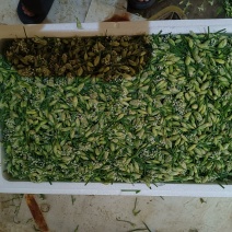 精品韭花豆，产地直发一手货源可供商超，平台电商以及各市场