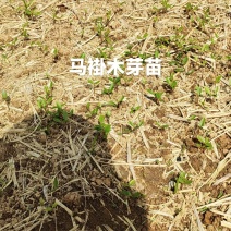 马褂木芽苗出售1000000加