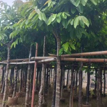 大叶紫薇骨架5-18分，一手货源，基地直销，大量低价出售