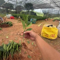 非洲茉莉20-25高，一手货源，基地直销，大量低价出售