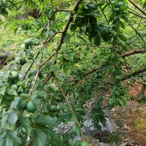 湖南永州三华李青果