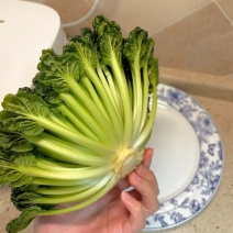 菊花菜，常年有货