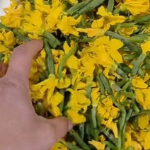 黄瓜花