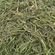 高山白茶