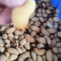 优质竹虫