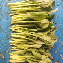 鸡毛菜精品鸡毛菜货源稳定产地直发