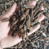 中药材蚂蚱干烘干蚂蚱干蚱蜢飞蝗鸟食新货干净