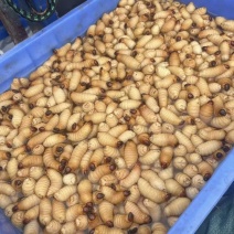 竹笋虫基地直供品质优可视频看货欢迎咨询来电