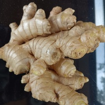 罗平县生姜