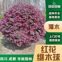 红花继木球树苗四川绿化工程苗木庭院园林景观老桩红花继木观