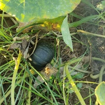 [牛]四川南充贝贝南瓜大量接单产地直发量大从优欢迎来电