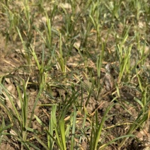【麦冬种苗】带根不带果基地直供批发零售货源充足