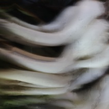 湘阴蔬菜藠头