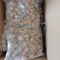 鱿鱼嘴墨鱼嘴