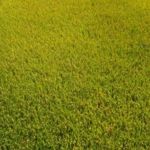 我要卖水稻