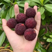 漳州港杨梅硬丝量多可以优
