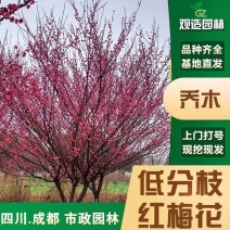 低分枝红梅花树苗四川园林绿化庭院红也梅骨里红梅花丛生红梅