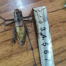 夏季铁皮大蝈蝈