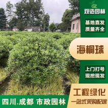 海桐球树苗四川园林绿化工程庭院四季常青行道绿篱球型植物风