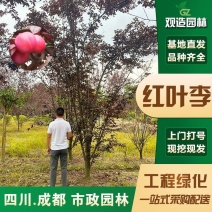 紫叶李果树苗四川园林绿化苗木庭院花木工程苗木风景树红叶李