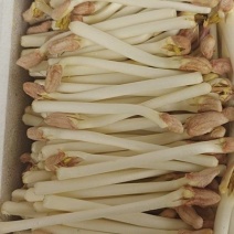 花生芽