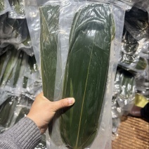 透明包装精选7-9公分宽箬叶