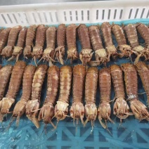 特大公皮皮虾