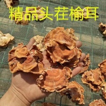 【推荐】低价榆耳批发榆耳菌、榆耳菇！灵芝菇批发
