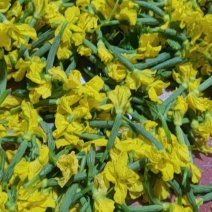 青瓜花