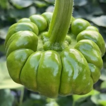 姜饼瓜