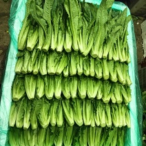云南特菜批发