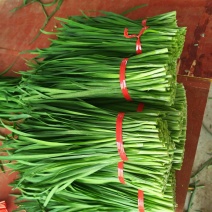 （精)小叶韭菜，量大从优，欢迎选购
