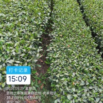 龙井43抹茶原料高山地区