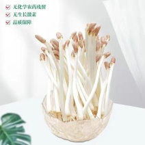 洛阳市区本地花生芽种植户直供