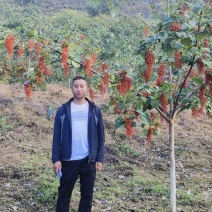山桐子产地直供一手货源量大从优欢迎咨询