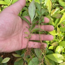 木荷苗#木荷芽苗
