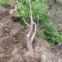 占地枣树苗圃基地常年供应一手货源全国发货