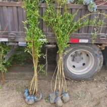连翘苗精品连翘苗圃基地常年供应可视频看货价格实惠