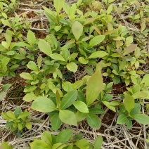木荷芽苗，木荷幼苗，木荷装杯小苗，造林苗种苗，枫香芽苗