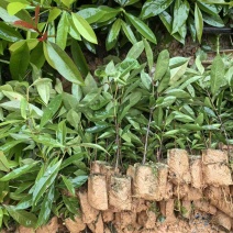 广西灵山岭南山竹树苗罗蒙树耐寒易活基地直发包成活