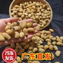 竹虫豆虫昆虫