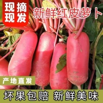 红皮萝卜红萝卜产地看货论价专业代办，欢迎订购