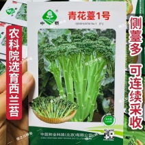 中蔬甜杆西兰苔种子青花薹1号西兰薹种子侧薹多春秋西洋芥兰