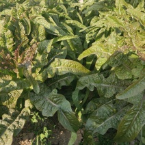 红火4号红尖叶莴笋种子耐寒春秋高桩长棒型香莴笋莴苣菜